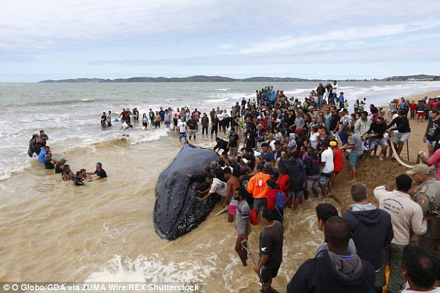 Китенок – не котенок: более 300 волонтеров спасали малыша горбатого кита, застрявшего на пляже в Бразилии 1