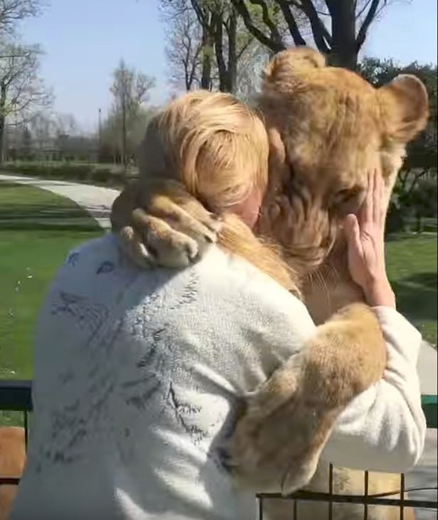 Встреча после 7-летней разлуки: как львы обнимают женщину, выкормившую их детенышами 3