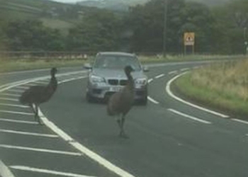 К такому повороту водители готовы не были: в английской глубинке страусы создали затор на дороге
