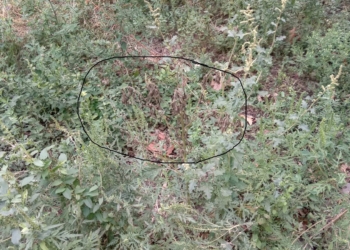 Крепитесь, аллергики. Николаевскую амброзию минеральный препарат «Амбромаг» не взял