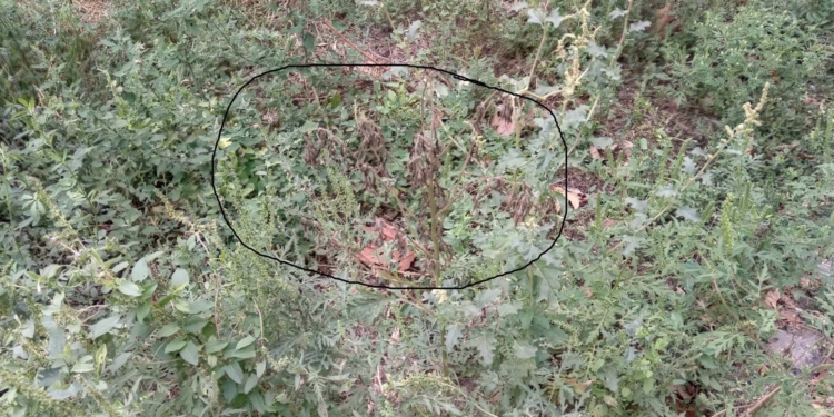 Крепитесь, аллергики. Николаевскую амброзию минеральный препарат «Амбромаг» не взял