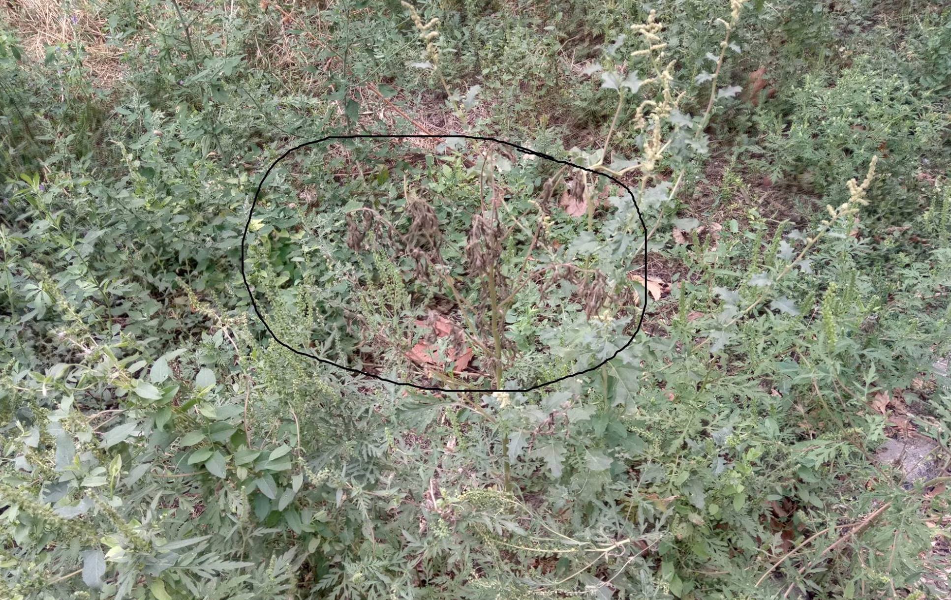 Крепитесь, аллергики. Николаевскую амброзию минеральный препарат «Амбромаг» не взял