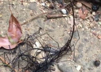 «Чужая форма жизни, потерявшаяся на земле»? На Тайване увидели загадочное насекомое