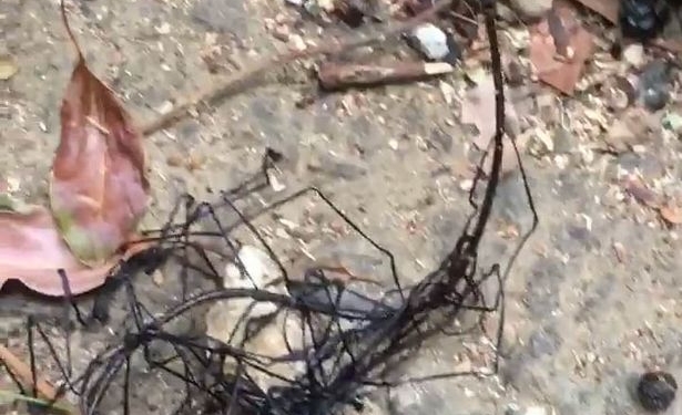 «Чужая форма жизни, потерявшаяся на земле»? На Тайване увидели загадочное насекомое