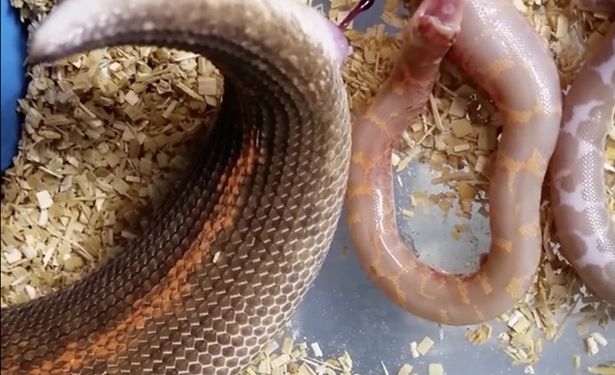 Век живи, век учись: и змеи могут быть живородящими