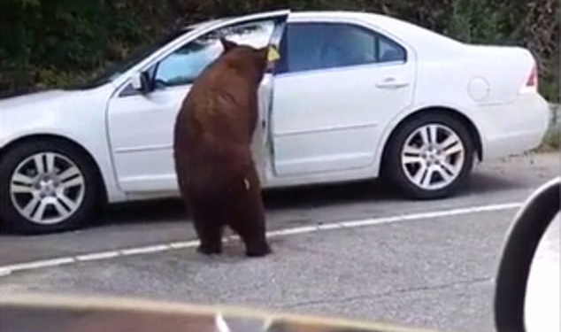 Теперь Калифорния: медведь сумел открыть двери легковушки, в которой была пожилая пара