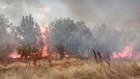Его так тяжело растить, а огонь уничтожает мгновенно: на Николаевщине горело 19 га леса 3