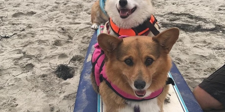 В Калифорнии состоялся чемпионат мира по серфингу среди собак