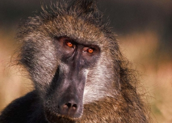 Неудобно как-то получилось: семейная пара, которая привезла детей в сафари-парк, не ожидала, что бабуины устроят на капоте авто камасутру