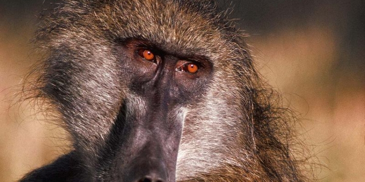 Неудобно как-то получилось: семейная пара, которая привезла детей в сафари-парк, не ожидала, что бабуины устроят на капоте авто камасутру