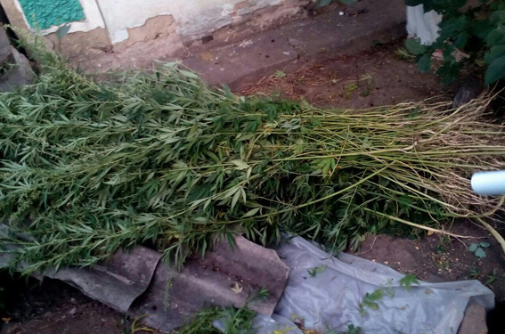 Почти полтысячи кустов конопли вырастил житель Заводского района Николаева. Но «урожай» собрал не он