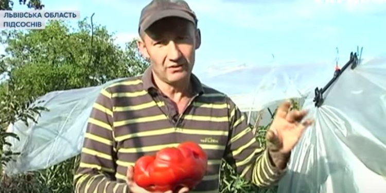 Не в Херсоне и не в Николаеве – гигантский помидор вырастили на Львовщине