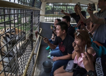 В Китае нелегально разводят амурских тигров – на убой