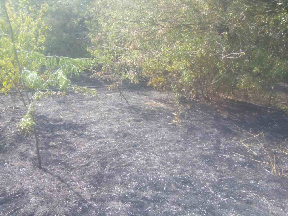 Из-за пожара лесополосы в Витовском районе Николаевщины часть Херсонского шоссе задымлена 3