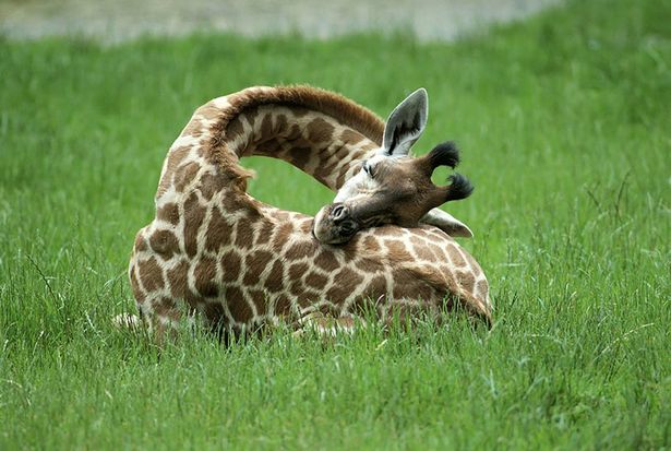 Вы никогда не задумывались, как спят жирафы? 3