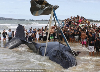 Китенок – не котенок: более 300 волонтеров спасали малыша горбатого кита, застрявшего на пляже в Бразилии