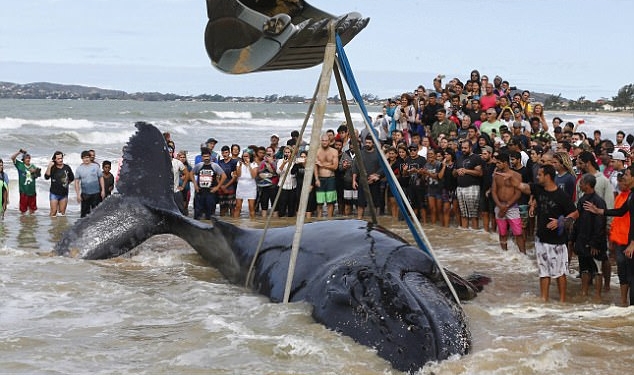 Китенок – не котенок: более 300 волонтеров спасали малыша горбатого кита, застрявшего на пляже в Бразилии