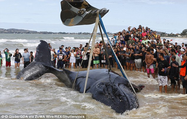 Китенок – не котенок: более 300 волонтеров спасали малыша горбатого кита, застрявшего на пляже в Бразилии 3