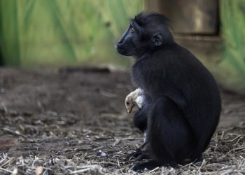 Не разлей вода: в израильском зоопарке подружились обезьяна и курица
