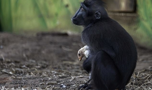 Не разлей вода: в израильском зоопарке подружились обезьяна и курица