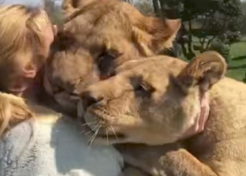 Встреча после 7-летней разлуки: как львы обнимают женщину, выкормившую их детенышами