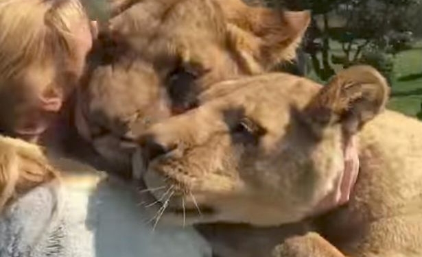 Встреча после 7-летней разлуки: как львы обнимают женщину, выкормившую их детенышами