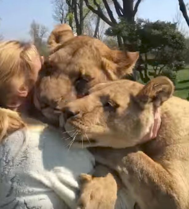 Встреча после 7-летней разлуки: как львы обнимают женщину, выкормившую их детенышами 1