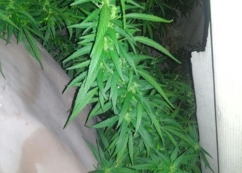 В Николаеве мужчина вызвал патрульных, потому что ему разбили окно. Патрульные нашли и разбитое окно, и растущие рядом 55 кустов конопли