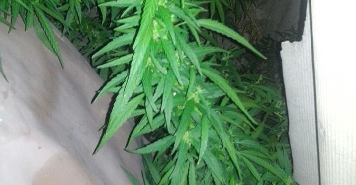 В Николаеве мужчина вызвал патрульных, потому что ему разбили окно. Патрульные нашли и разбитое окно, и растущие рядом 55 кустов конопли