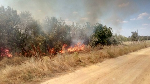 Его так тяжело растить, а огонь уничтожает мгновенно: на Николаевщине горело 19 га леса 5