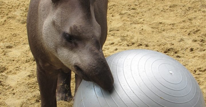 В Николаевском зоопарке появилась своя футбольная команда