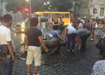 В Одессе от изнеможения и жары лошадь упала в обморок. Одесситы ее откачали, а извозчика чуть не побили