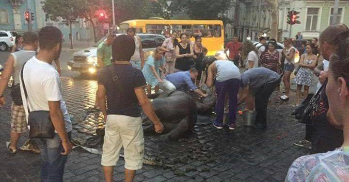 В Одессе от изнеможения и жары лошадь упала в обморок. Одесситы ее откачали, а извозчика чуть не побили
