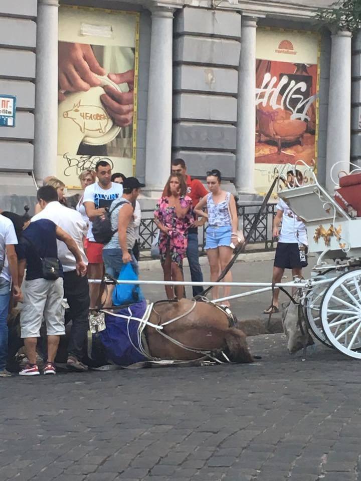 В Одессе от изнеможения и жары лошадь упала в обморок. Одесситы ее откачали, а извозчика чуть не побили 3