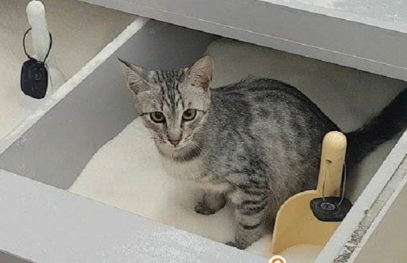 Скандал. В Киевском супермаркете кошка справила нужду в ящик с сахаром