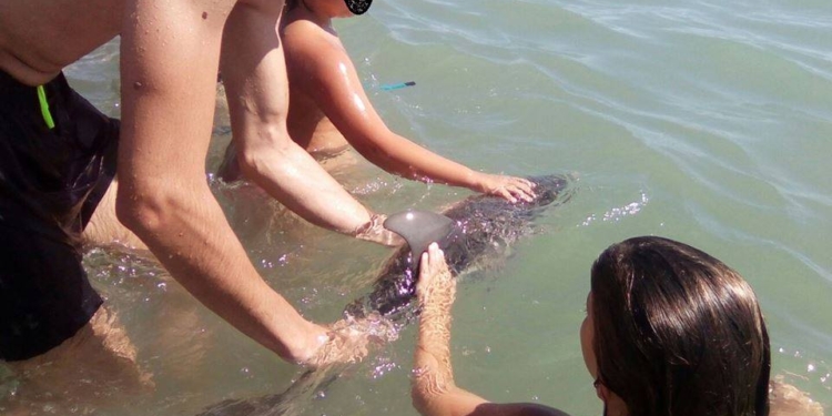 Убийственное селфи. В Испании туристы до смерти замучили дельфиненка