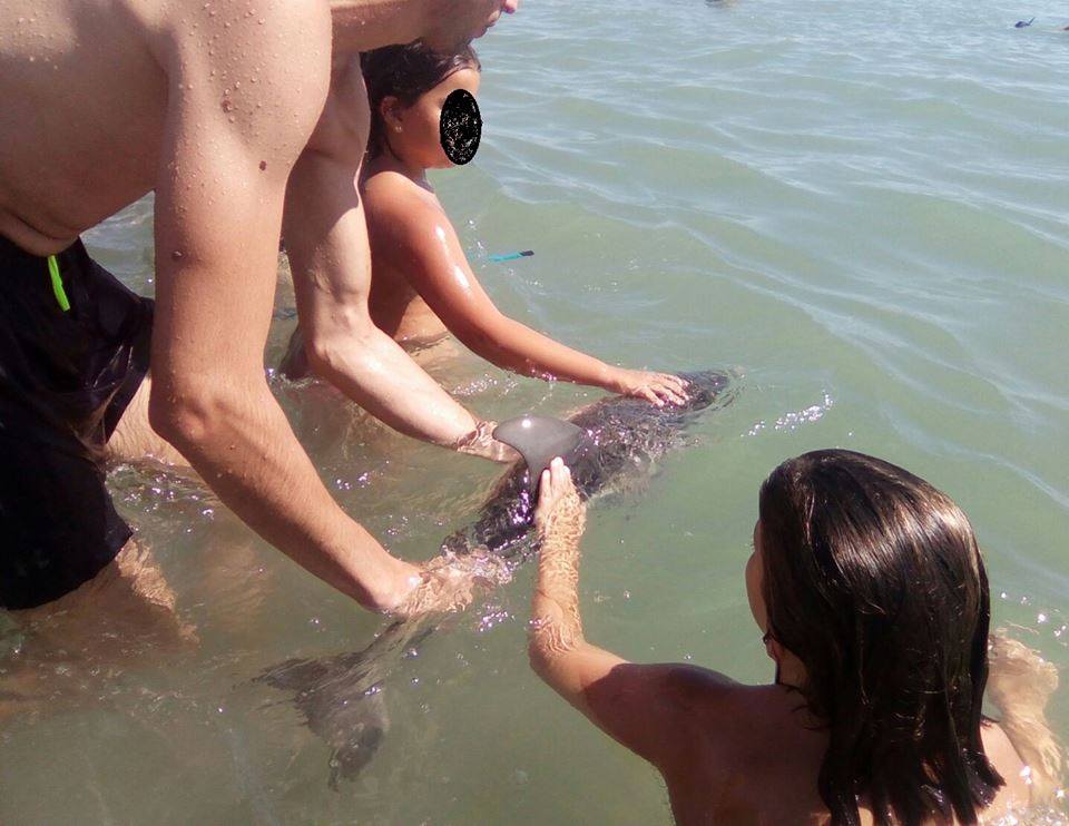 Убийственное селфи. В Испании туристы до смерти замучили дельфиненка 3
