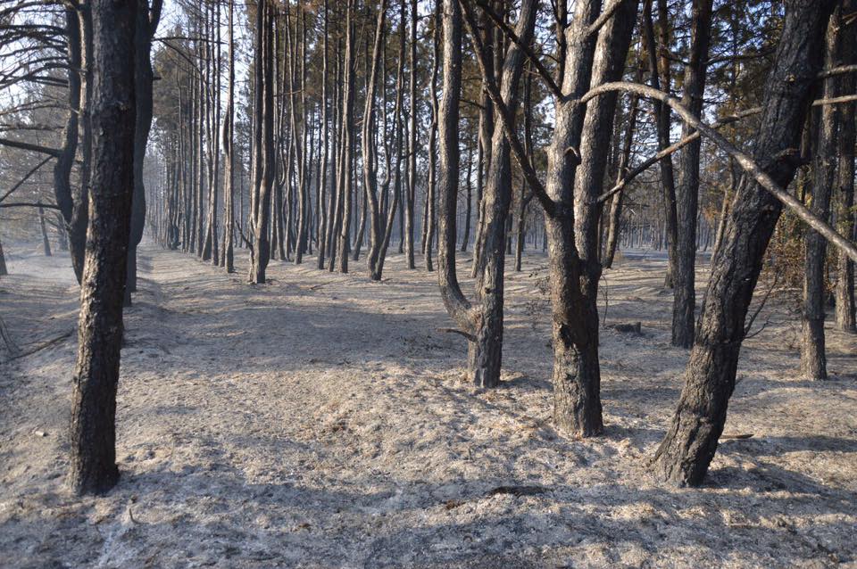 Посипаки подожгли. Николаевский губернатор уверен: лес в Новоодесском районе подожгли умышленно 3