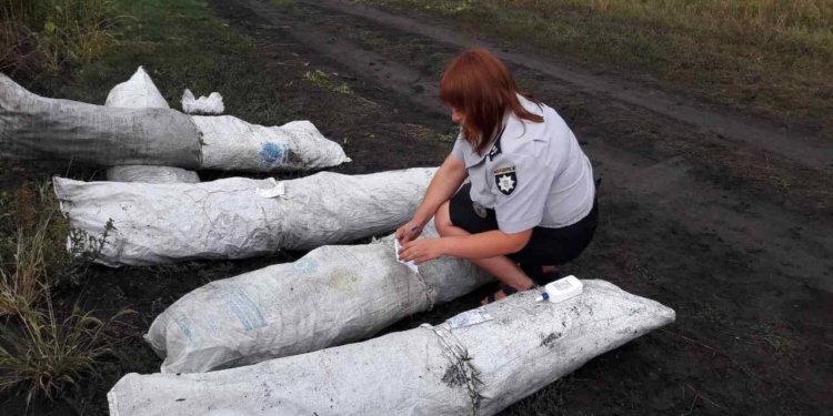 Во Врадиевском районе сами выросли почти 2 тыс. кустов конопли