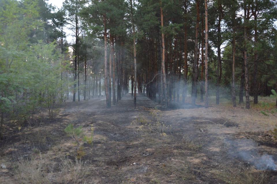 Посипаки подожгли. Николаевский губернатор уверен: лес в Новоодесском районе подожгли умышленно 9