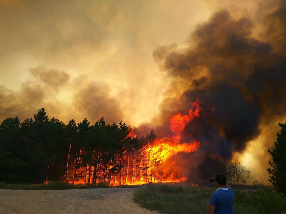 Посипаки подожгли. Николаевский губернатор уверен: лес в Новоодесском районе подожгли умышленно 1