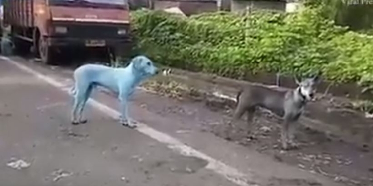 Голубое ухо, голубое брюхо. В Индии замечены голубые собаки