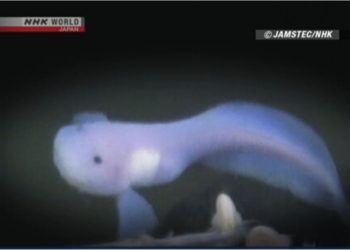 Почти прозрачная. Японцы обнаружили самую глубоководную рыбу в мире