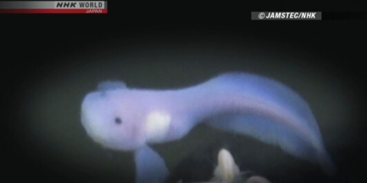 Почти прозрачная. Японцы обнаружили самую глубоководную рыбу в мире