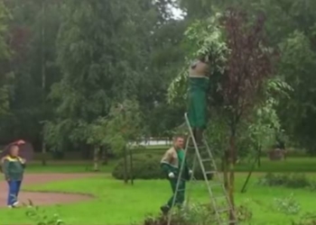 Озеленение по-русски. К сухим деревьям рябины примотали зеленые ветки ивы. Скотчем