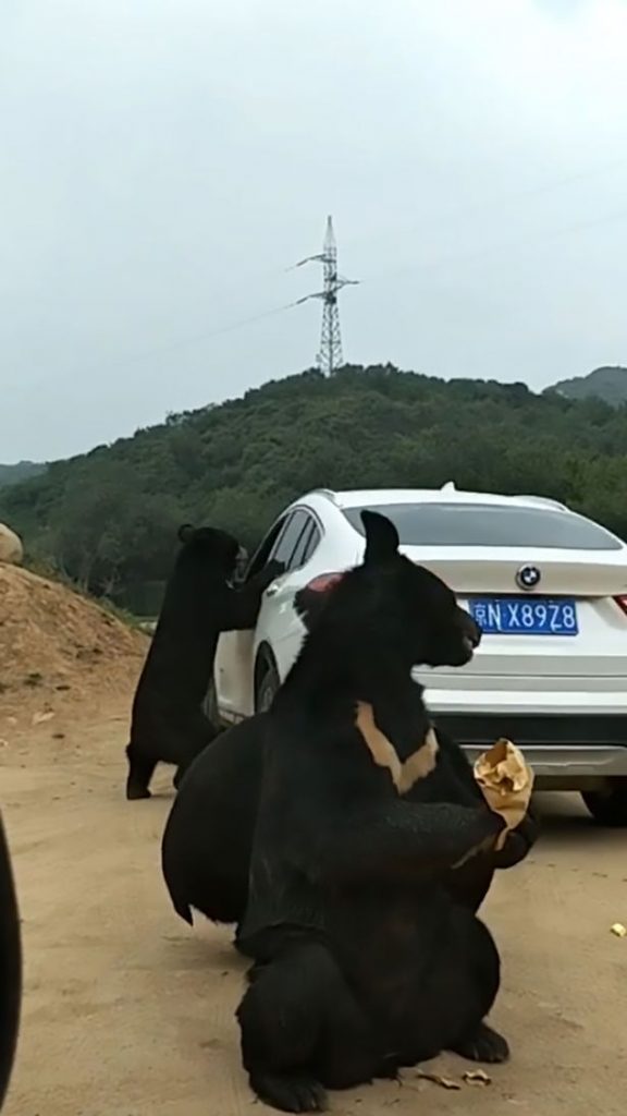 Не зря ж предупреждают не кормить животных: в парке дикой природы в Китае медведь вместе с угощением пытался оттяпать и руку туриста 5