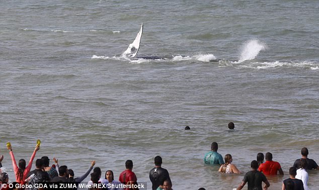 Китенок – не котенок: более 300 волонтеров спасали малыша горбатого кита, застрявшего на пляже в Бразилии 5
