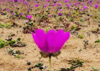 И пустыня, бывает, цветет: Атакама в Чили, которую считается самым сухим местом на Земле, впервые за долгое время покрылась цветами