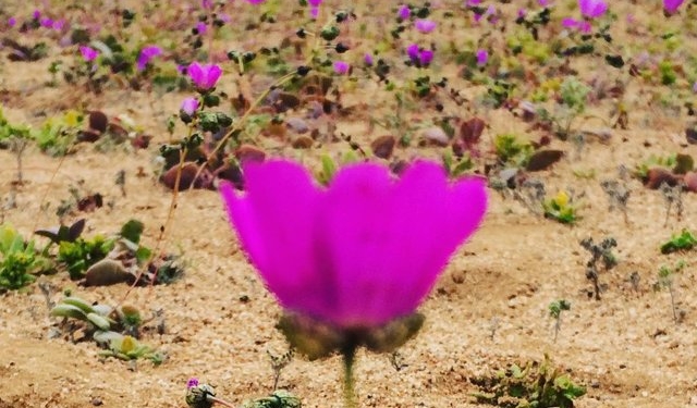 И пустыня, бывает, цветет: Атакама в Чили, которую считается самым сухим местом на Земле, впервые за долгое время покрылась цветами