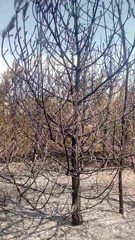 Его так тяжело растить, а огонь уничтожает мгновенно: на Николаевщине горело 19 га леса 7